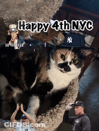 Cat In Yankees Hat Laying In Bed GIF