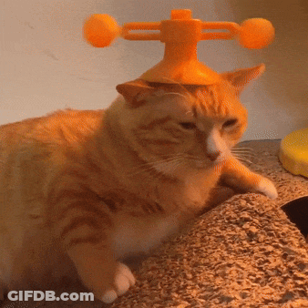 Cat In Yellow Hat With Two Orange Balls GIF
