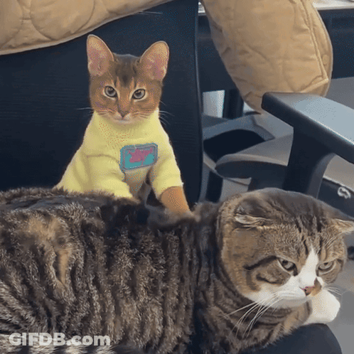 Cat In Yellow 'Kitty' Sweater On Cat GIF