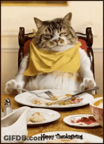 Cat In Yellow Scarf Happy Thanksgiving GIF