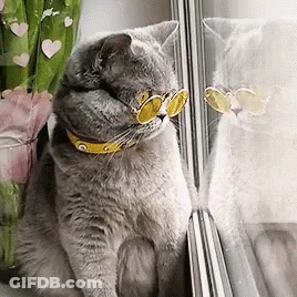 Cat In Yellow Sunglasses Looking Out Window GIF