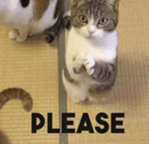 Cat Indicating Please GIF