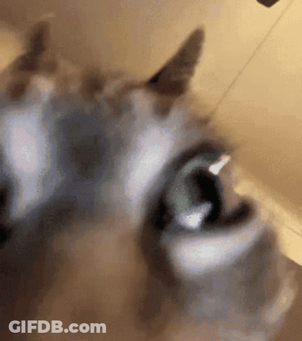 Cat Insane GIF