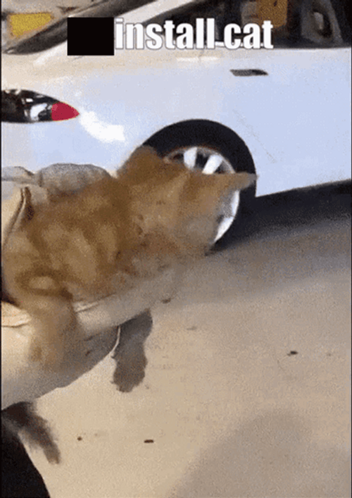 Cat Installed On Car Meme GIF