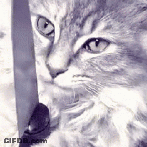 Cat Is Playing The Knife GIF
