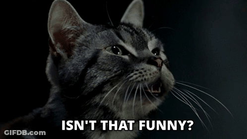 Cat Isn't That Funny GIF