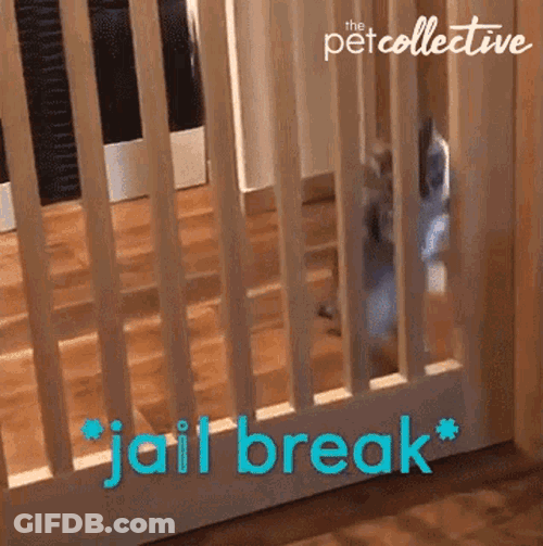 Cat Jailbreak GIF