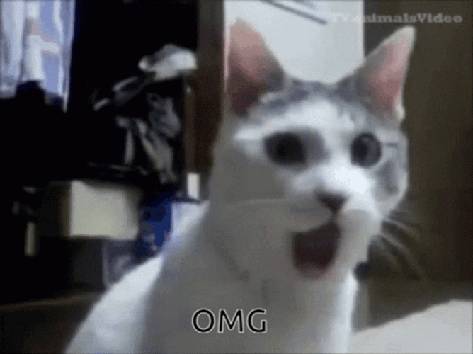 Cat Jaw Dropped Omg You Look Marvelous Reaction GIF