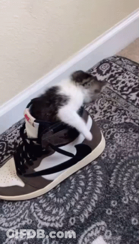 Cat Jordan GIF
