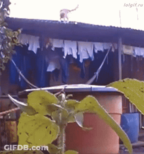 Cat Jump And Wet Running GIF