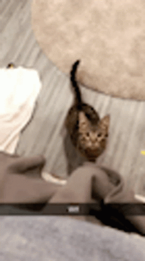 Cat Jump Attack GIF