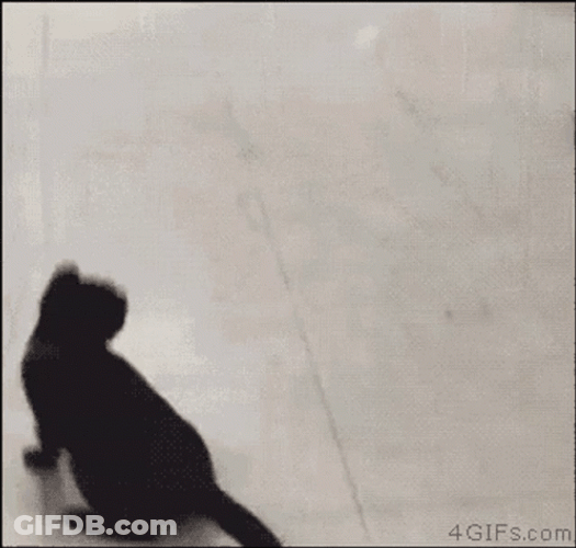 Cat Jumping GIF