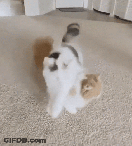 Cat Jumping GIF