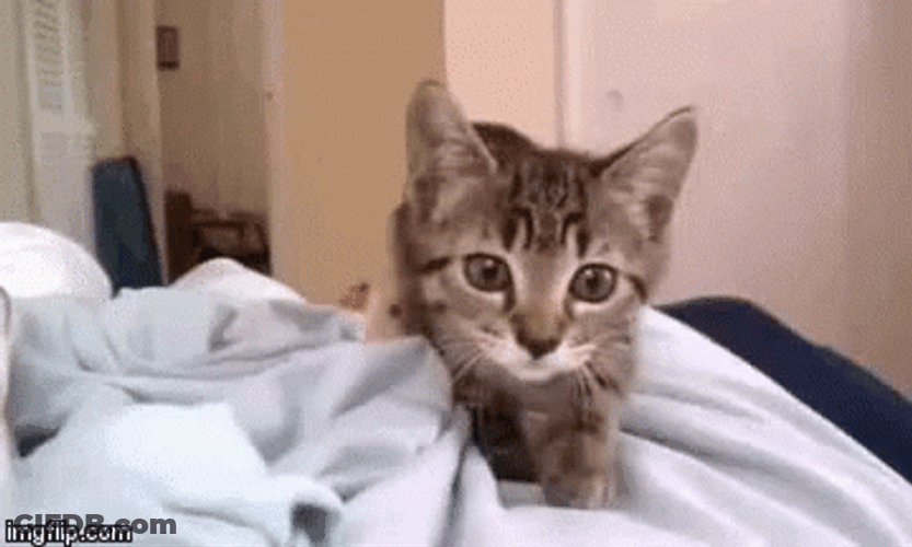 Cat Jumping GIF