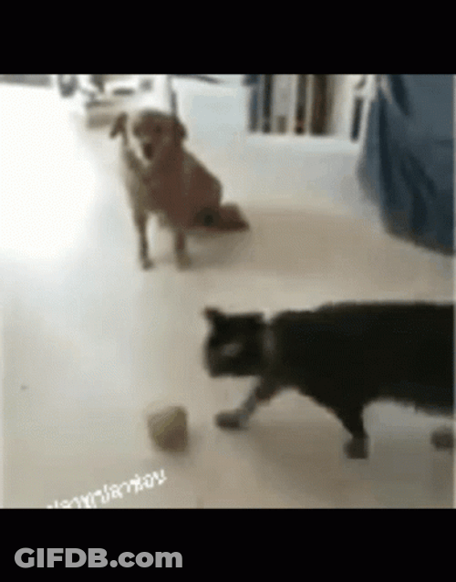 Cat Jumping GIF