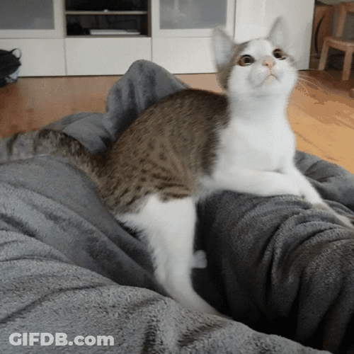 Cat Jumping And Playing GIF