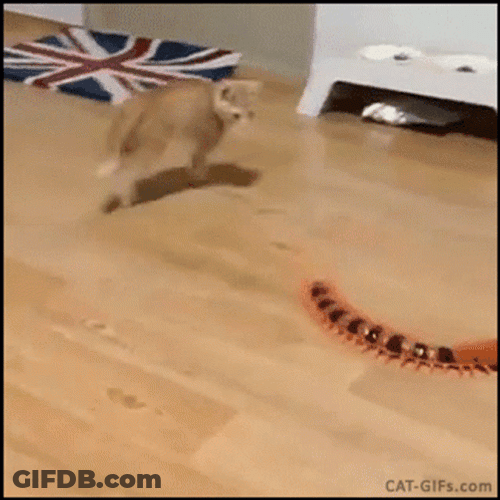 Cat Jumping GIF