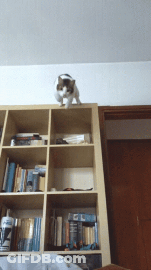 Cat Jumping GIF
