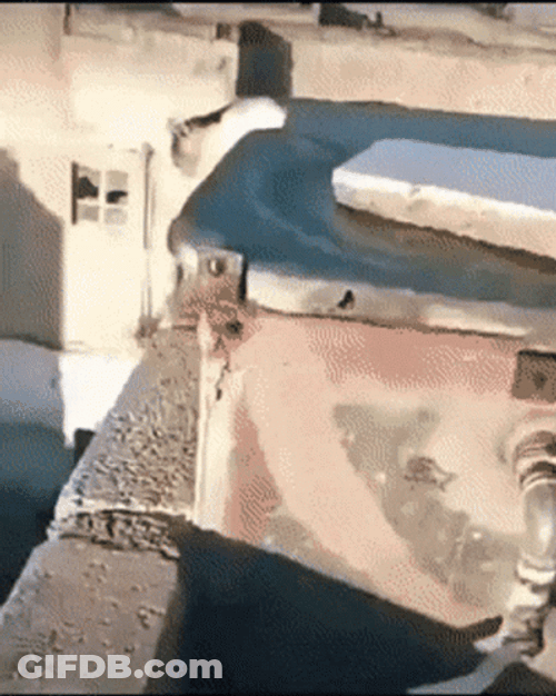 Cat Jumping From Rooftop GIF