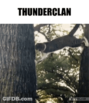 Cat Jumping From Tree Thunderclan GIF