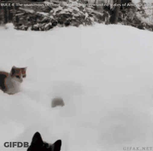 Cat Jumping Funny Snow GIF