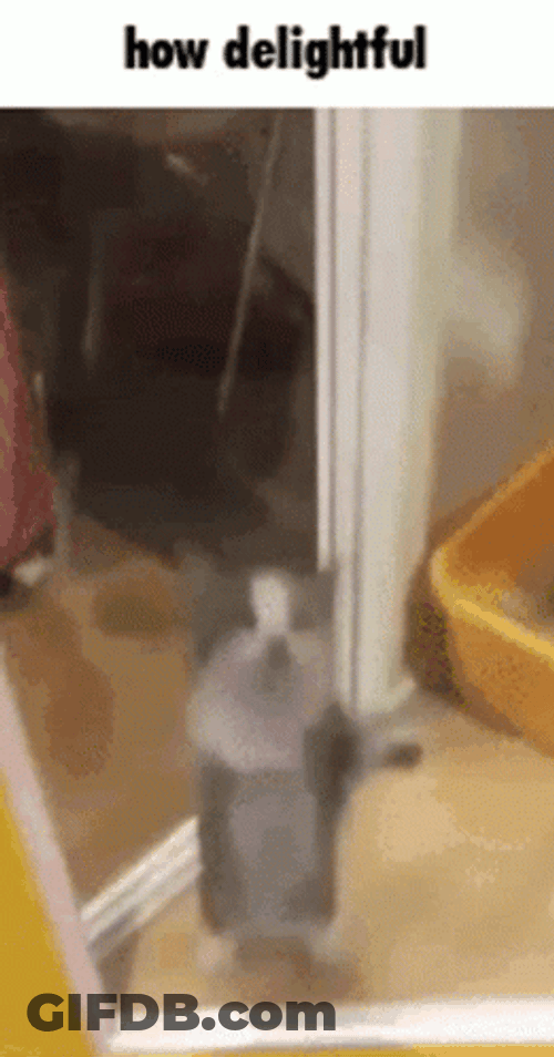 Cat Jumping How Delightful GIF
