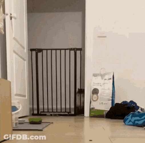 Cat Jumping In From A Fence GIF