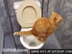 Cat Jumping Into Toilet GIF