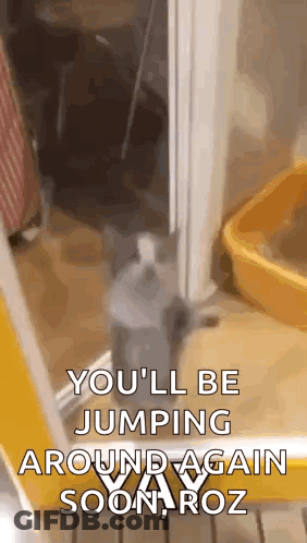Cat Jumping Next To Yellow Cat Litter Box GIF