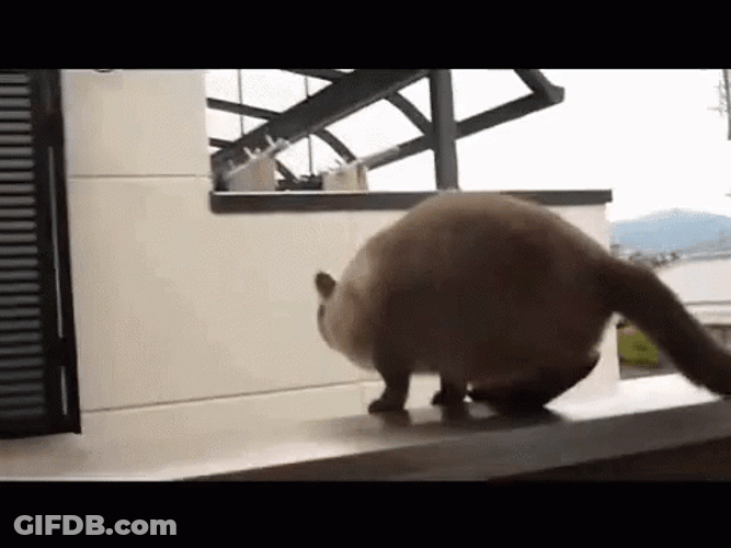 Cat Jumping On Balcony GIF