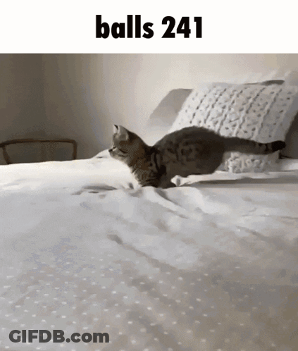 Cat Jumping On Bed Balls 241 GIF