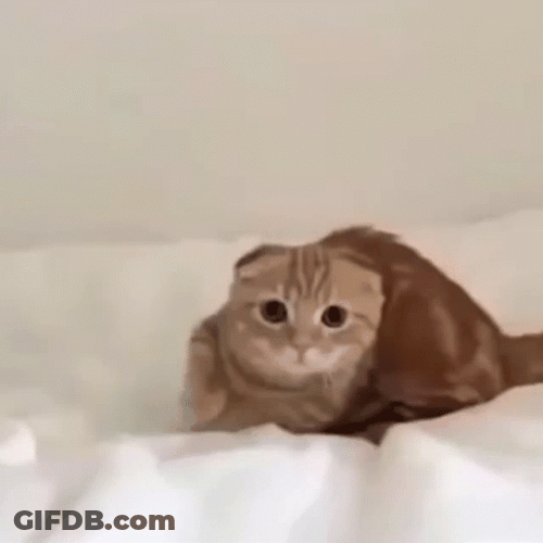 Cat Jumping On Bed Loop GIF