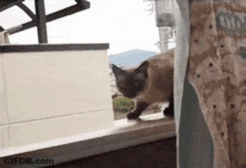 Cat Jumping On Bed Saying Balls 241 GIF