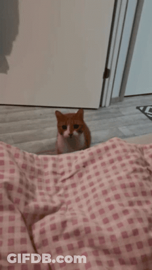 Cat Jumping On Blanket GIF