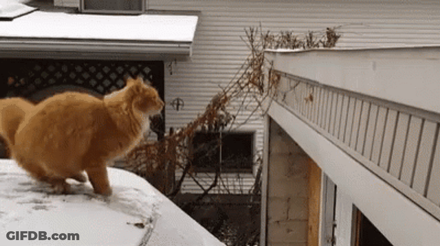 Cat Jumping On Car Fail GIF