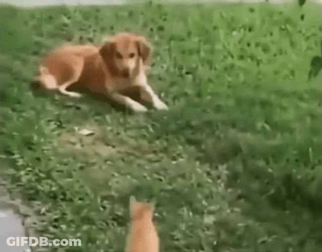 Cat Jumping On Dog Face GIF