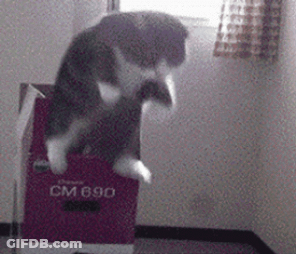 Cat Jumping Out Of Box Loop GIF