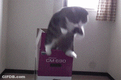 Cat Jumping Out Of Box Saying CM 690 GIF