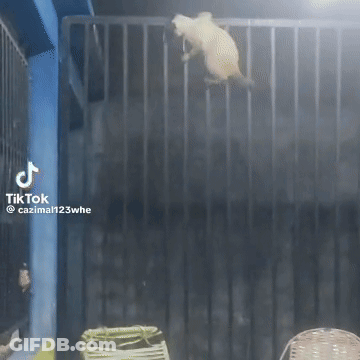 Cat Jumping Over Fence In Room GIF