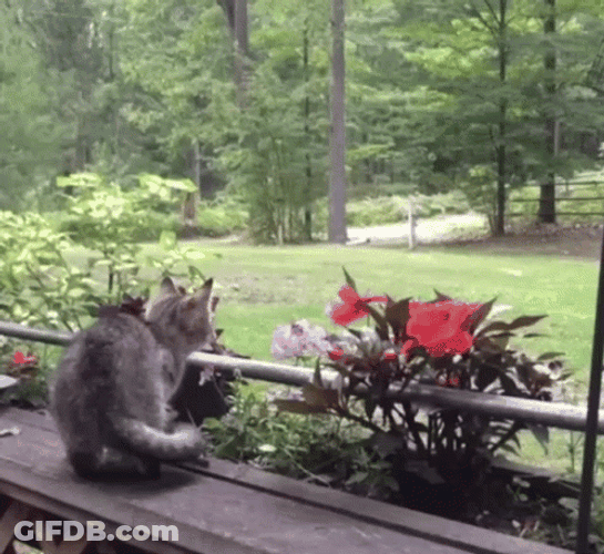Cat Jumping Over Garden GIF