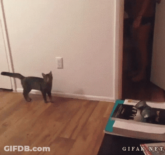 Cat Jumping Scare GIF