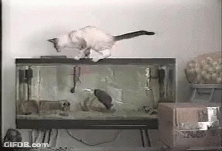 Cat Jumping Scared Of Hamster GIF