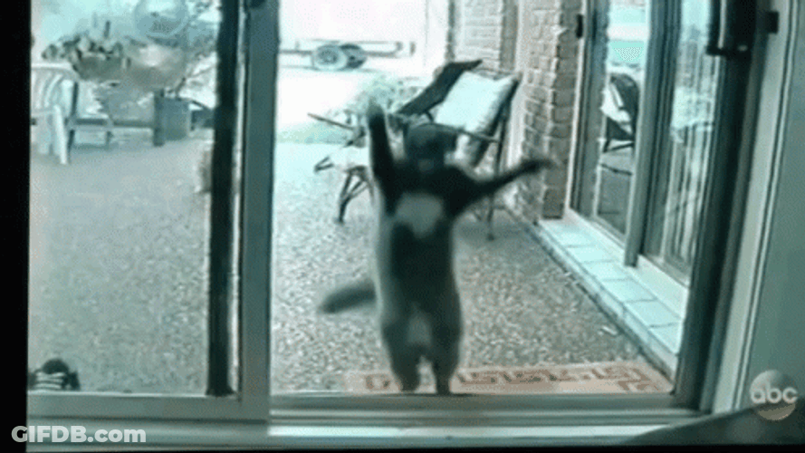 Cat Jumping Sliding Door GIF