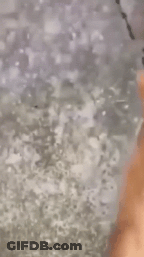 Cat Jumping GIF