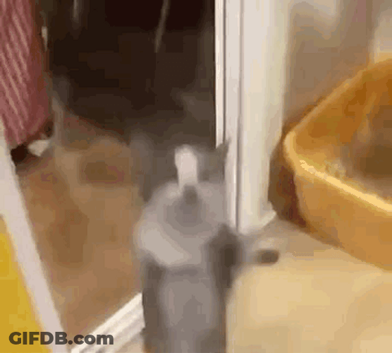 Cat Jumping Up And Down GIF