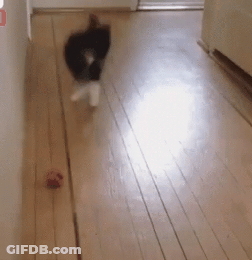 Cat Jumping With Ball GIF