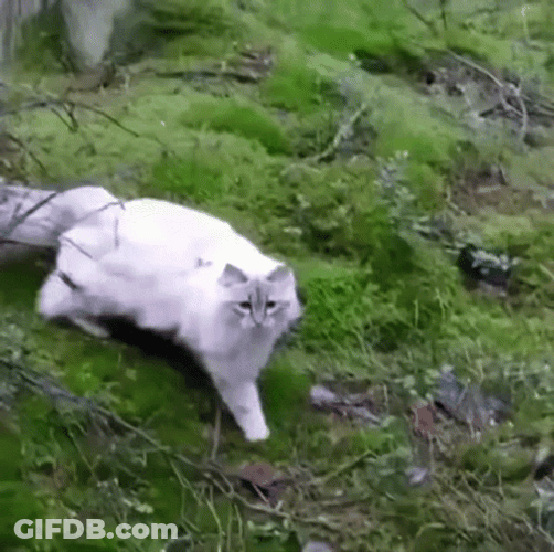 Cat Jumps Across River Boing GIF