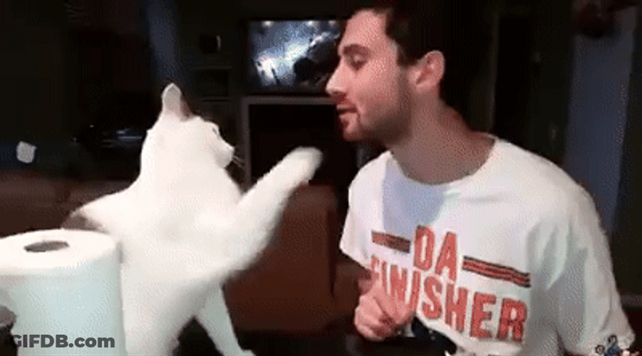 Cat Kiss  Attempt Fail GIF