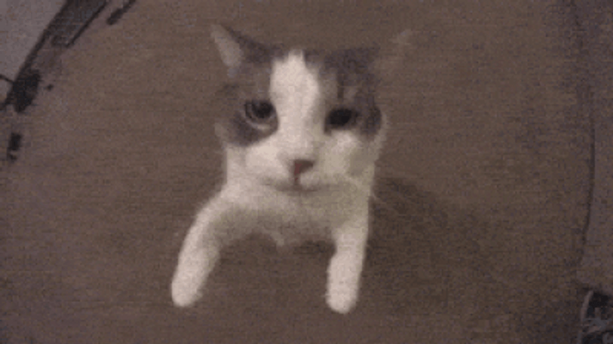 Cat Kiss Camera GIF