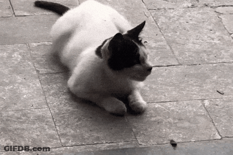 Cat Kiss Hello GIF
